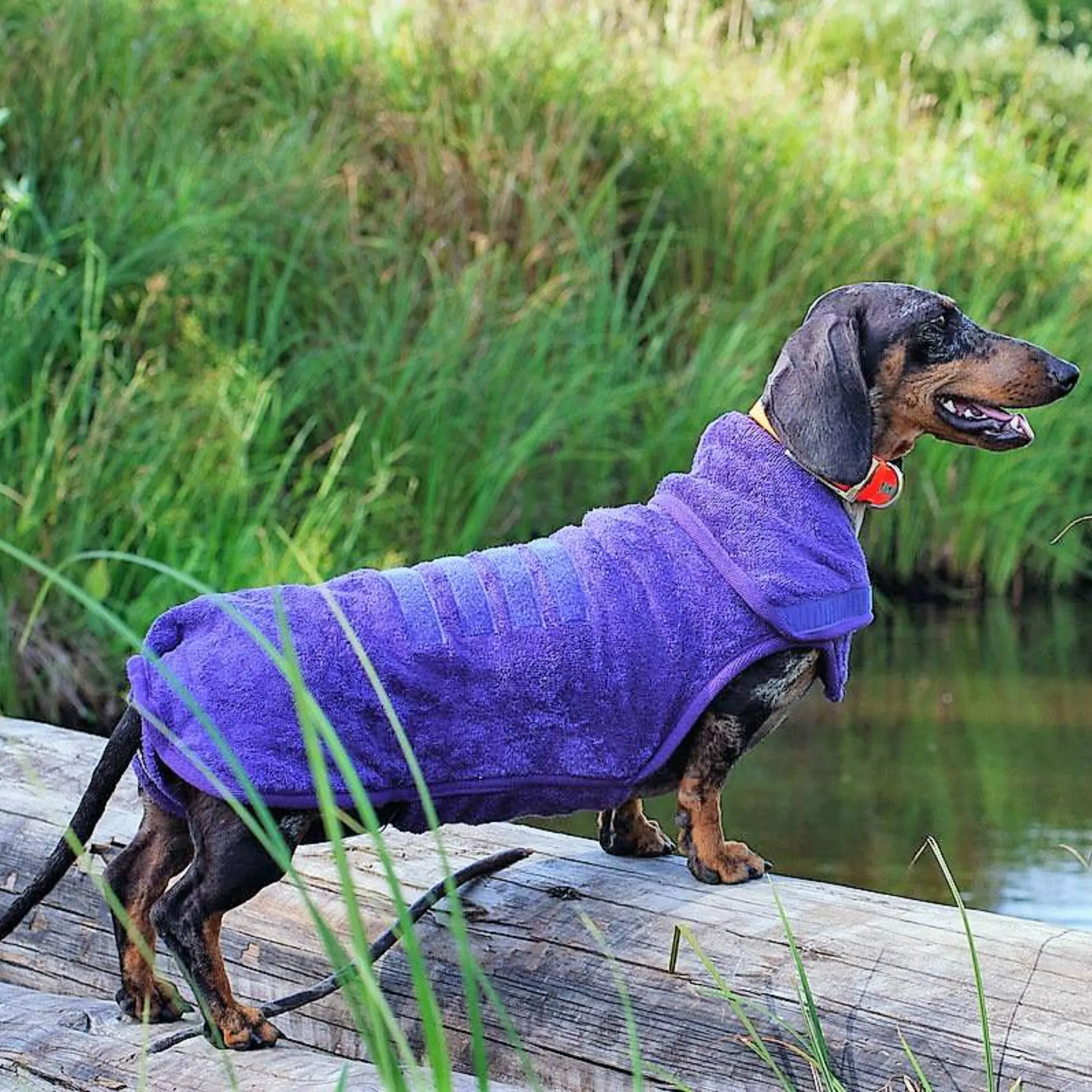 Dog Drying Coat - Dachshund Collection